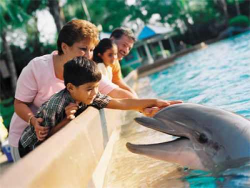 Feed the dolphins at Sea World and get your discount tickets with Orlando Group Getaways.