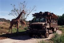 A group meets up with some giraffes on the Kiliminjari Safari ride at Disney’s Animal Kingdom theme park.