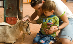 A family pets a goat at the Affection Section attraction that is located inside Disney’s Animal Kingdom.