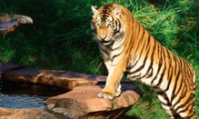A tiger at the Maharajah Jungle Trek attraction inside Disney’s Animal Kingdom theme park.