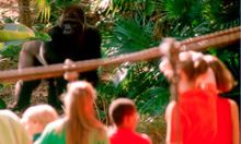 A gorilla posses for the crowd along the Pangani Forest Exploration Trail that is inside the Disney’s Animal Kingdom theme park.
