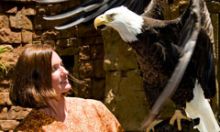 A guest with an eagle during the Flights of Wonder show at the Animal Kingdom theme park.