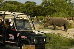 Rhino Rally is where you can see alot of rhinos. A main ride at Busch Gardens