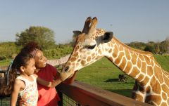 Meet a giraffe at the Serengetti Plains at Busch Gardens Tampa Bay