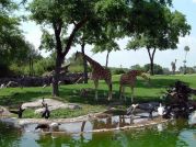 The Edge of Africa is where you can see wild animal in a natural habitat. Get cheap tickets to Busch Garden - call Orlando group getaways.