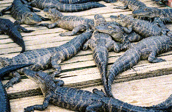 A lot of crocodiles at gatorland. Get cheap tickets for groups for Gatorland.