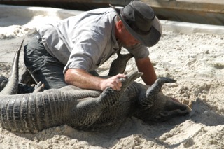 A gator at gatorland gets put to sleep by a trainer. Your group will enjoy group disocunt tickets to gatorland. Call Orlando Group Getaways.