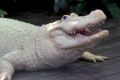 your group can see the white gators at gatorland