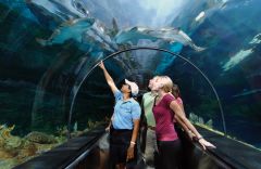 Shark Encounter at Sea World in Orlando is where you can see many different types of sharks. Get cheap Sea World tickets with Orlando Group Getaways.
