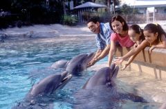 Feed the dolphins at Sea World. This is really cool. Get discount tickets to Sea World and pet the dolphins.