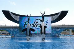 Believe - the show at Sea World Orlando. Get great ticket discounts for Sea World for groups, Church groups, youth groups, sports groups, marching bands, choirs and choral groups save big.