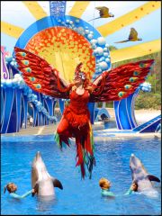 Blue Horizons at Sea World is a fantastic show. Enjoy group discount tickets for sea world with orlando group getaways.