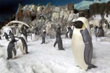 Penguin Encounter at SeaWorld is where you can cool off and see penguins.