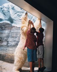 Sea World is home to many polar bears at the Wild Artic exhibit. Get cheap tickets for your group.